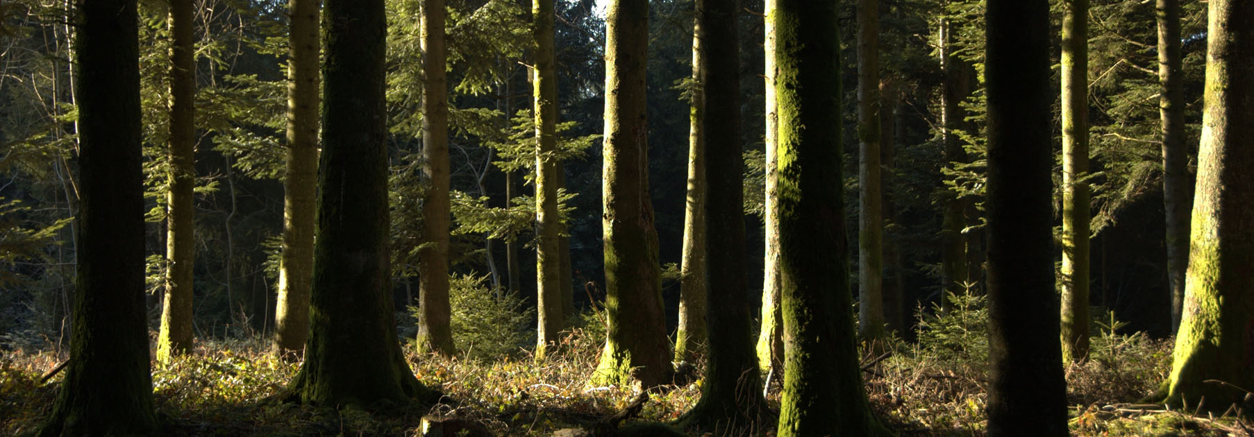 RevierJagd Luzern Lensraum Wald